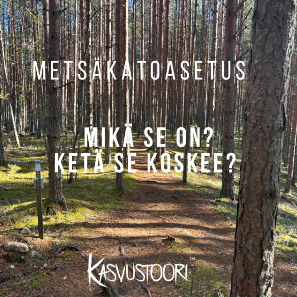 Metsäkatoasetus konsultointi